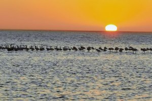 Flamingos Walvis bay
